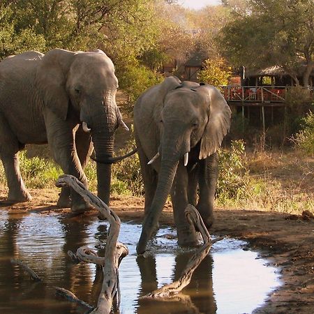 Umlani Bushcamp Villa Timbavati Game Reserve Exterior photo