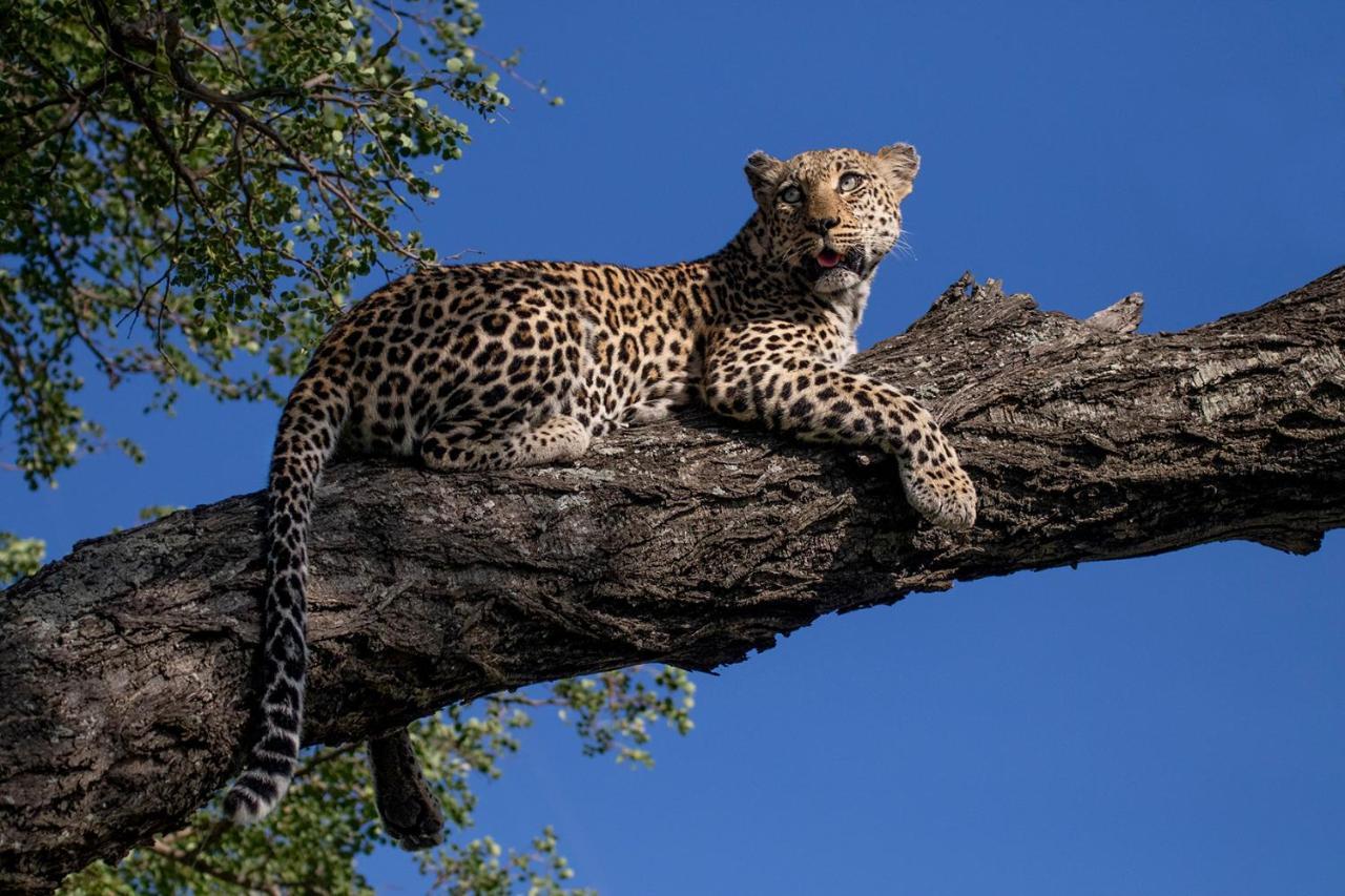 Umlani Bushcamp Villa Timbavati Game Reserve Exterior photo