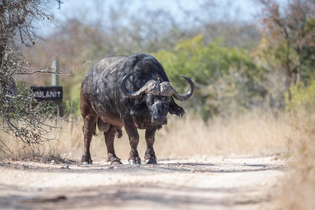 Umlani Bushcamp Villa Timbavati Game Reserve Exterior photo