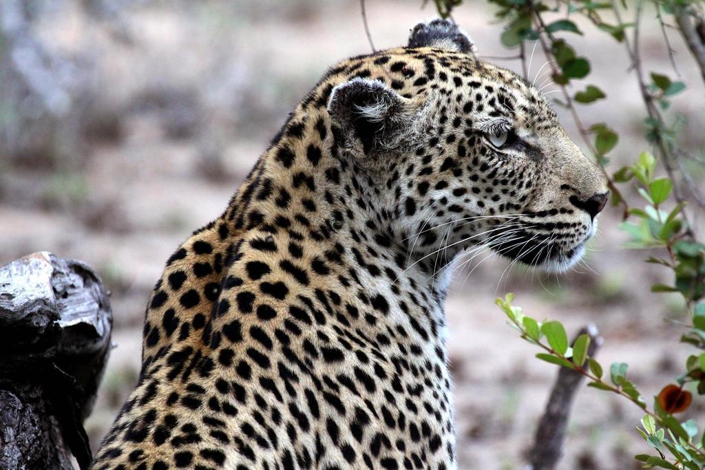 Umlani Bushcamp Villa Timbavati Game Reserve Exterior photo