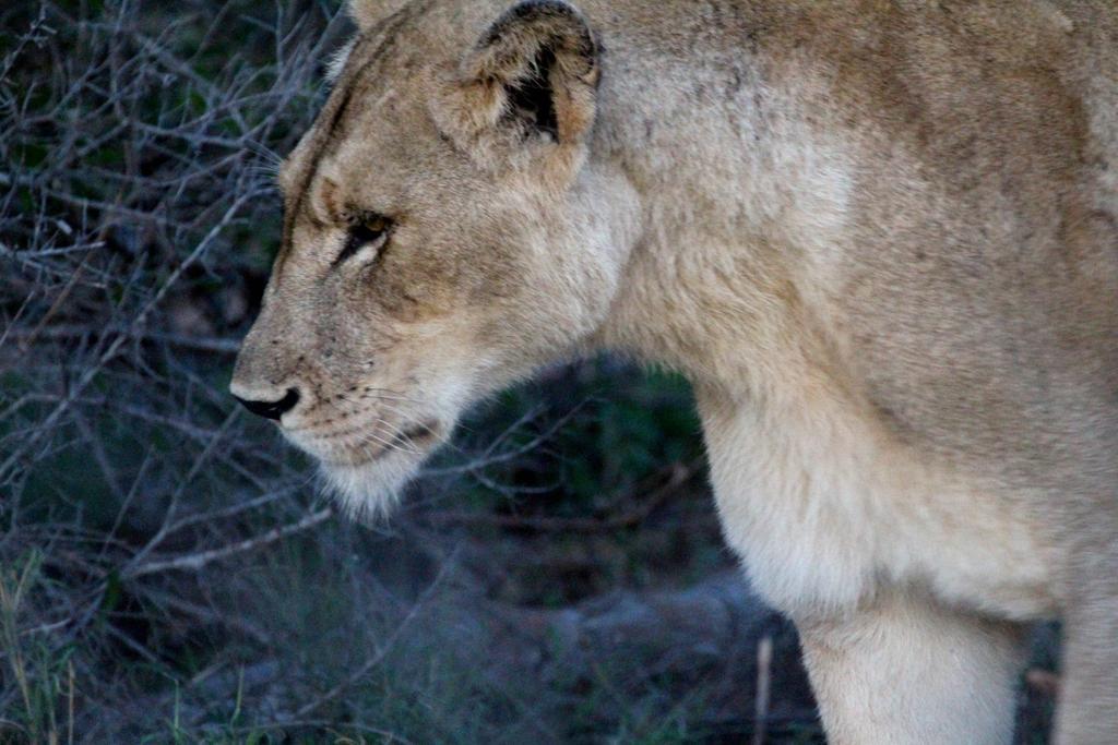 Umlani Bushcamp Villa Timbavati Game Reserve Exterior photo