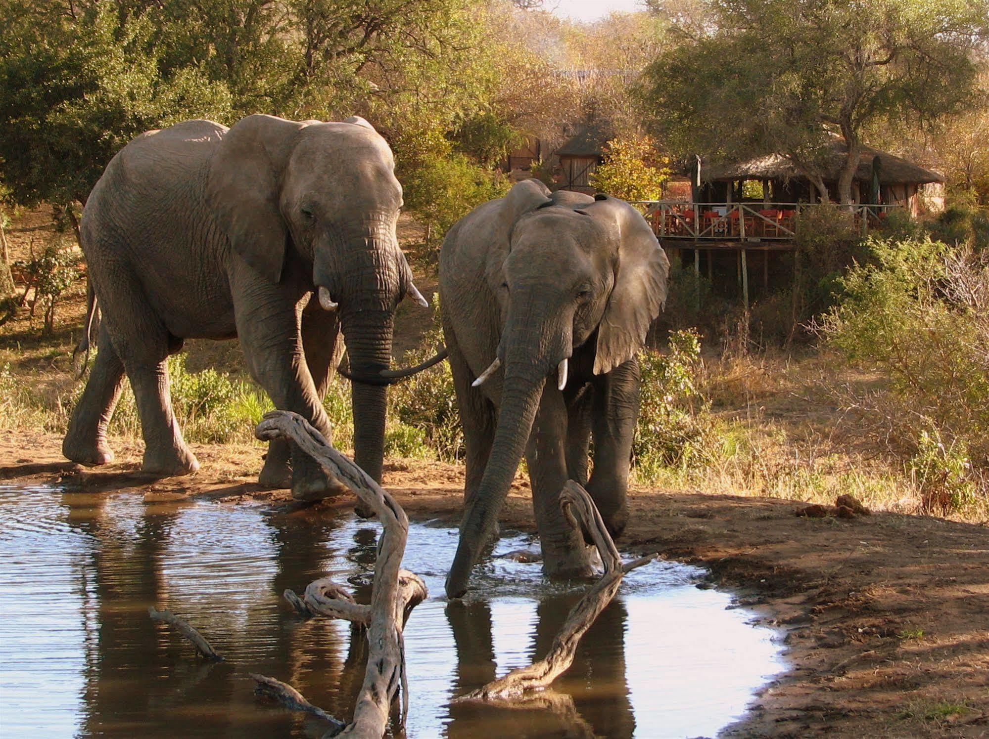 Umlani Bushcamp Villa Timbavati Game Reserve Exterior photo